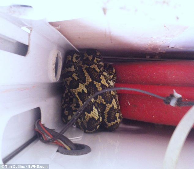 Unwelcome lodger: Hannah Collins and Rob Cowan were preparing to move back into their newly-refurbished home in Dover, Kent, when they discovered the 2ft python