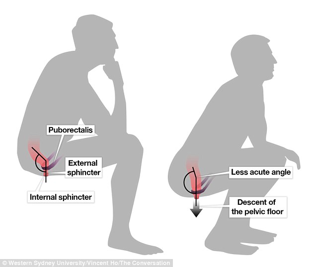 Squatting widens the anorectal angle more than sitting and allows a clearer and straighter passage for stools to pass through the anal canal, a doctor claims