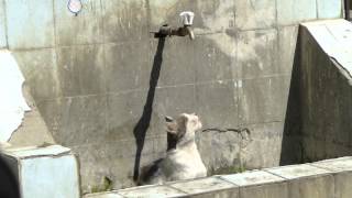 Cat drinks water.Смешной умный кот научился пить из крана