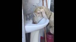 Умный овец, открывает кран и пьет воду