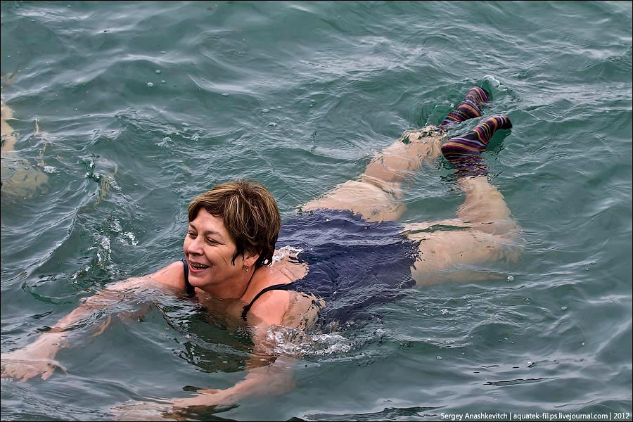 Walruses swimming