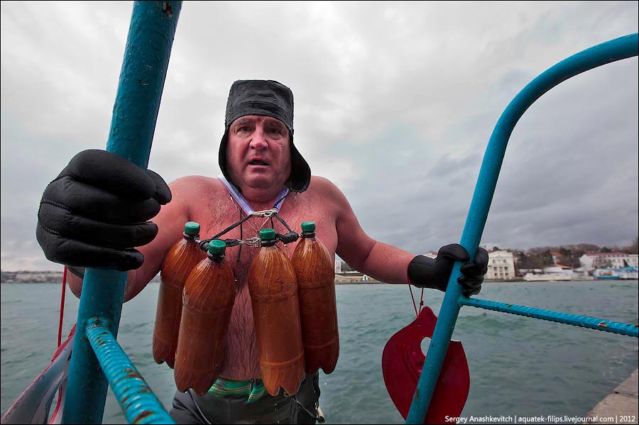 Walruses swimming