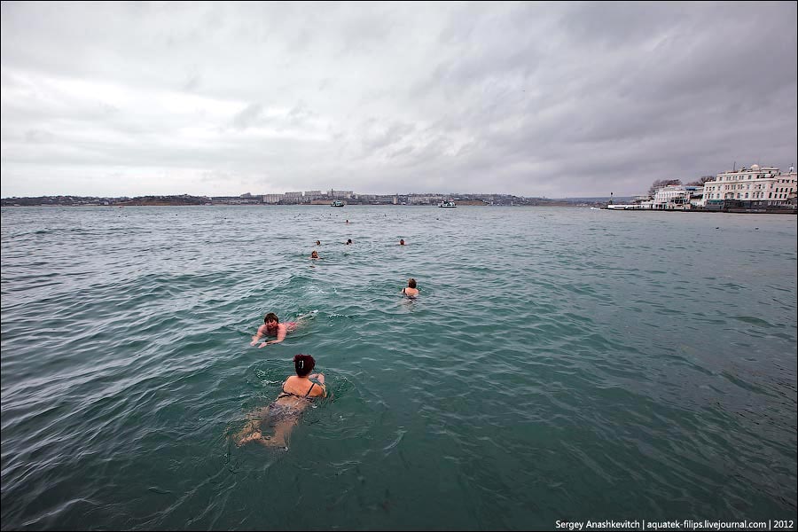 Walruses swimming