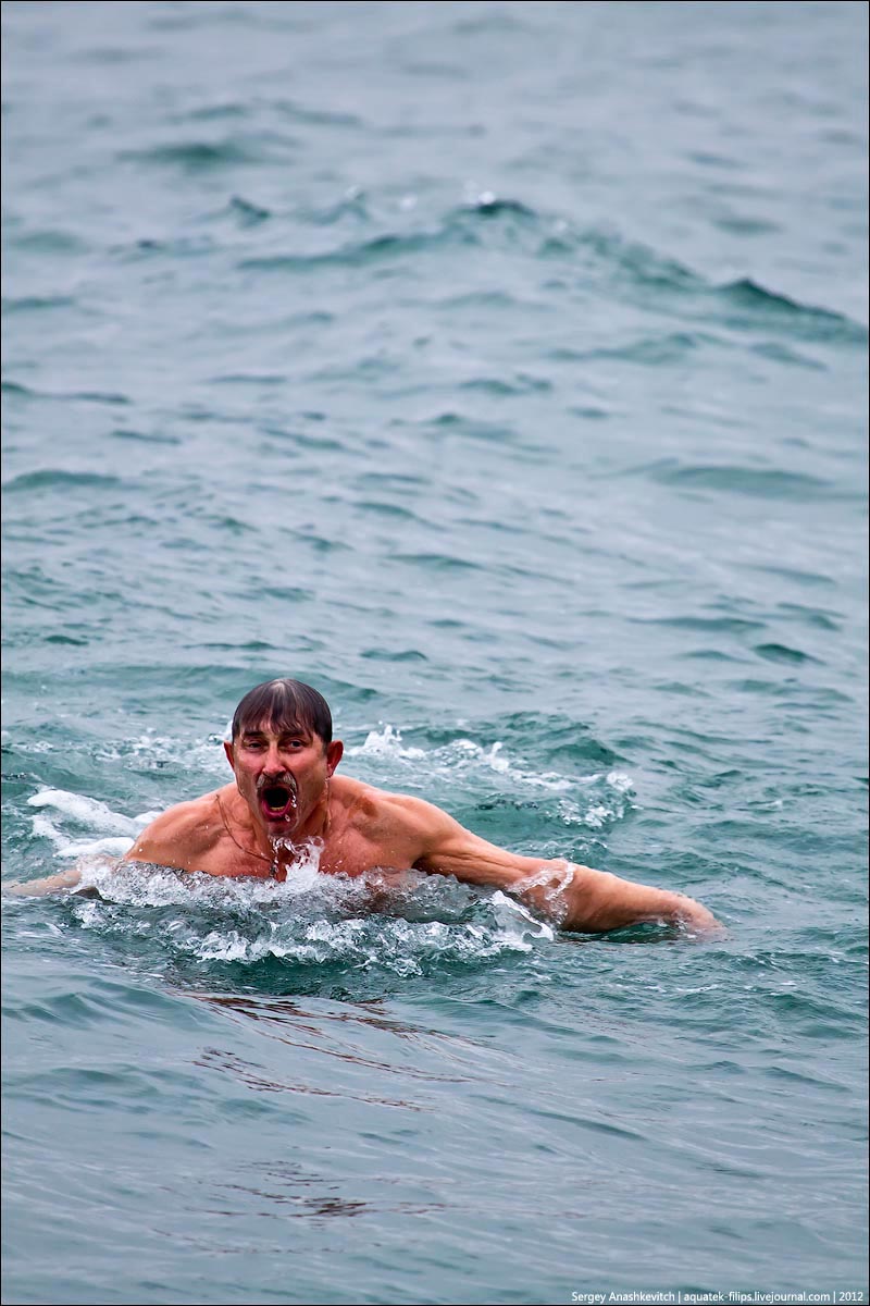 Walruses swimming