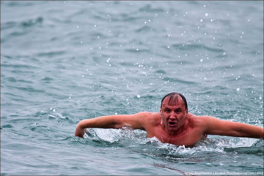 Walruses swimming