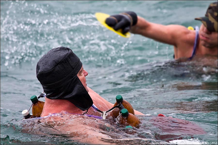 Walruses swimming