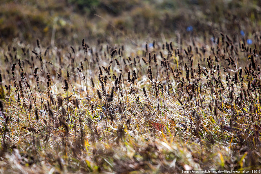 Осенние травы Чатыр-Дага