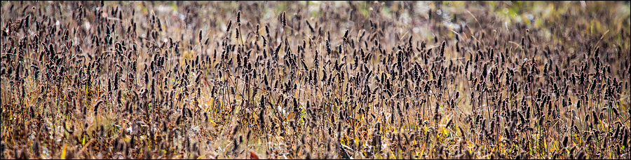 Осенние травы Чатыр-Дага