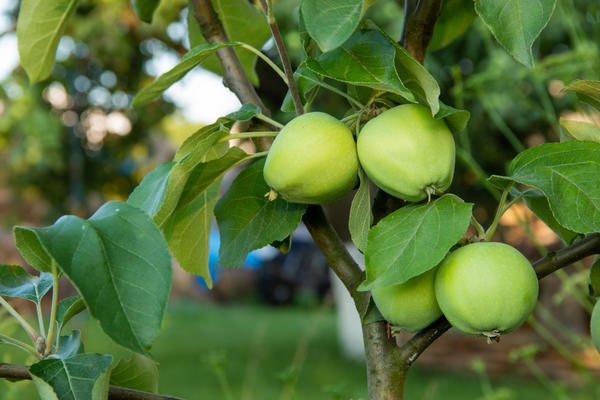 Первые, долгожданные яблочки. Чтобы такие плоды вас порадовали как можно скорее, важно правильно заложить свой сад