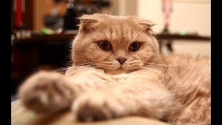 скотиш фолд счастливый. кот и батарея. skotish fold folded. cat and battery"