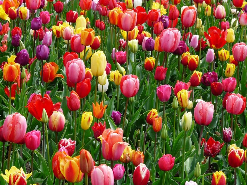 Цветочный массив из тюльпанов разных сортов