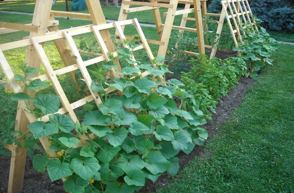 Наклонная огуречная шпалера