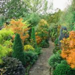 Декоративные кустарники и деревья для вашего сада