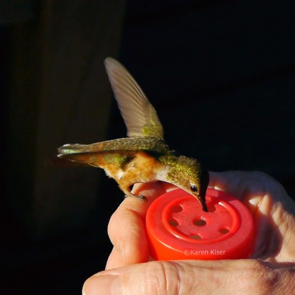 homemade hummingbird feeder