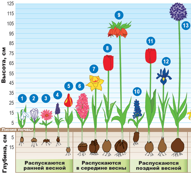 Анемоны схема посадки