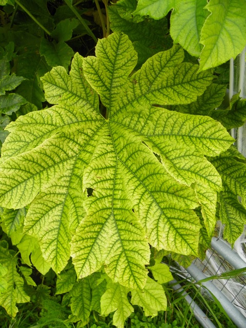 Chlorotic leaf