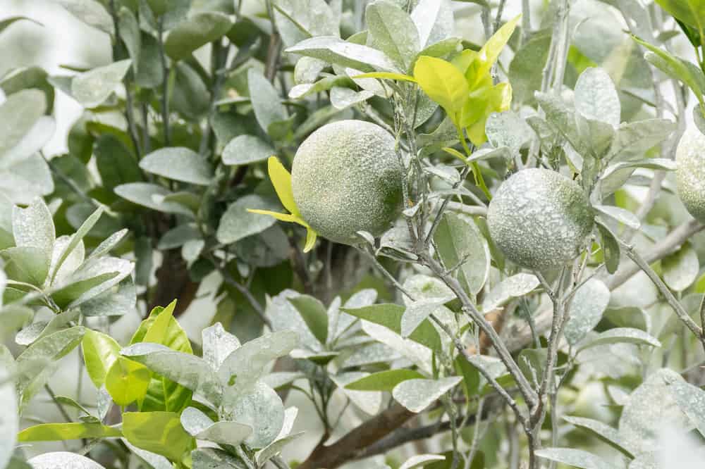 what garden plants need lime