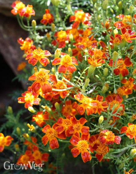 Gem marigolds