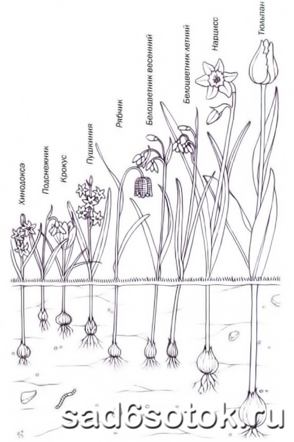 Схема посадки нарциссов осенью в грунт