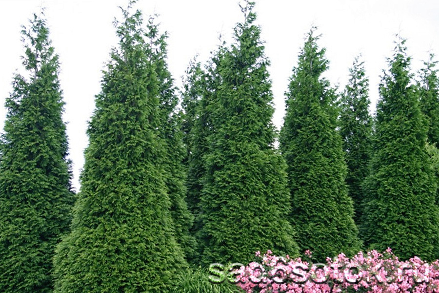 Туя японская или Стендиша (Thuja standishii) Туя японская или Стендиша (Thuja standishii)