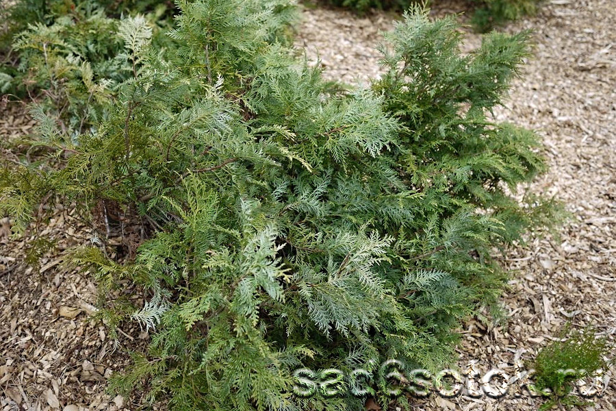Туя корейская сорт Глаука Прострата (Glauca Prostrata) Туя корейская сорт Глаука Прострата (Glauca Prostrata)