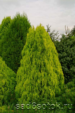Туя восточная сорт Платукладус Пирамидалис Ауреа (Platycladus Pyramidalis Aurea) Туя восточная сорт Платукладус Пирамидалис Ауреа (Platycladus Pyramidalis Aurea)