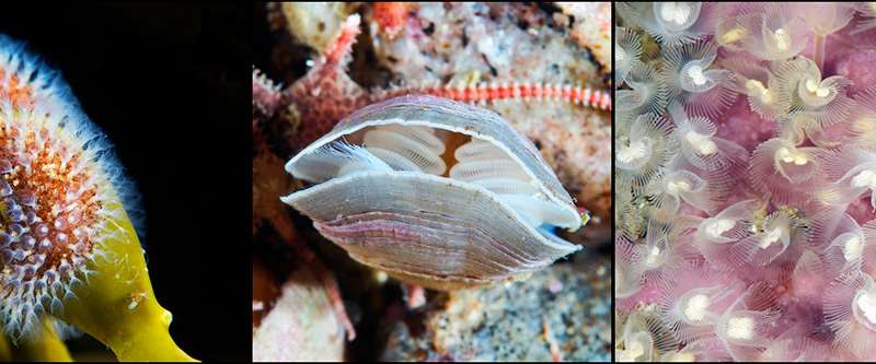 MSU biliogists: Bryozoans, brachiopods, and phoronida originate from the common ancestor