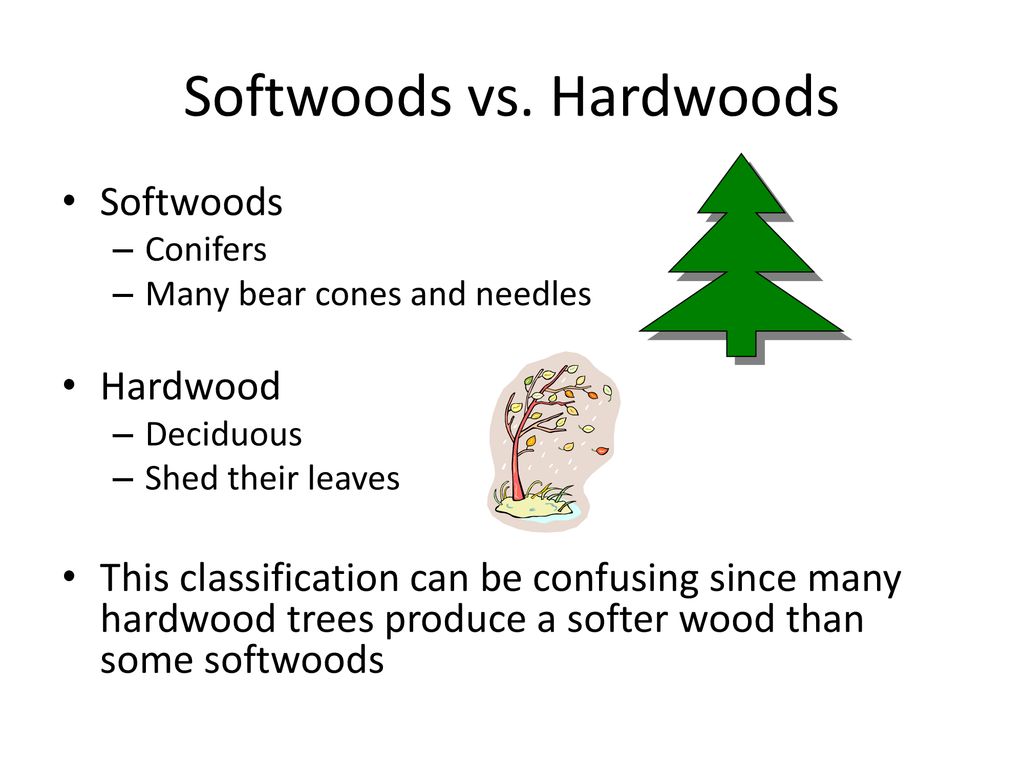 Softwoods vs. Hardwoods