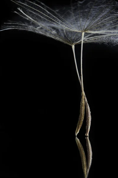 Dandelion seed (super macro) — стоковое изображение Dandelion seed (super macro) — стоковое фото