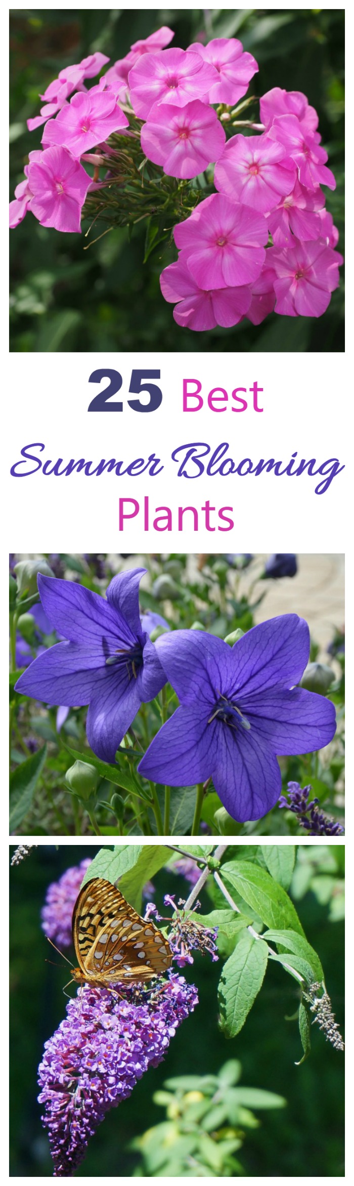 These summer blooming plants will give you dramatic color all summer long , and in many cases, right into the fall. Grow a few of these to make your yard the talk of the neighborhood.