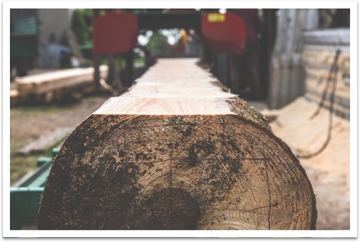 A log prepared for sawing