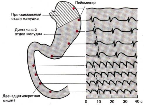 через сколько после еды можно пить воду