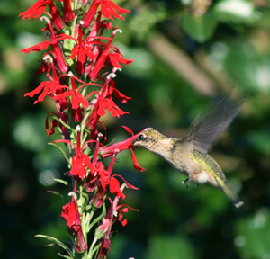 Cardinal flower is highly attractive to hummingbirds.