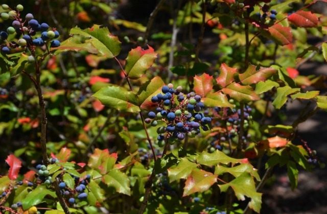 Барбарис падуболистный (Berberis aquifolium), или Магония падуболистная (Mahonia aquifolium)