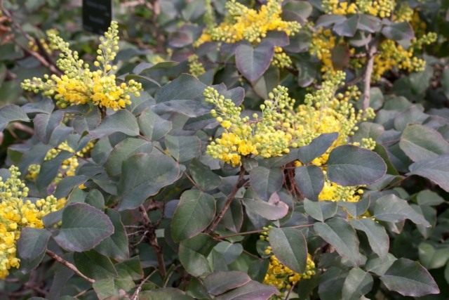 Барбарис ползучий (Berberis repens), или Магония ползучая (Mahonia repens)