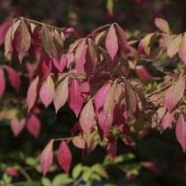 Бересклет крылатый (Euonymus alatus)