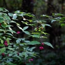 Бересклет бородавчатый (Euonymus verrucosus)