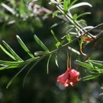 Бересклет карликовый (Euonymus nanus)