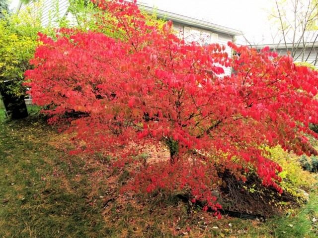Бересклет (Euonymus)