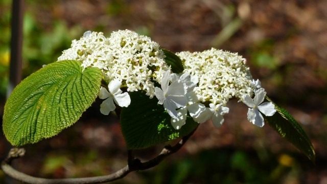 Калина вильчатая (Viburnum furcatum)