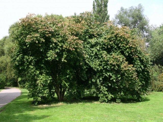 Калина канадская (Viburnum lentago)