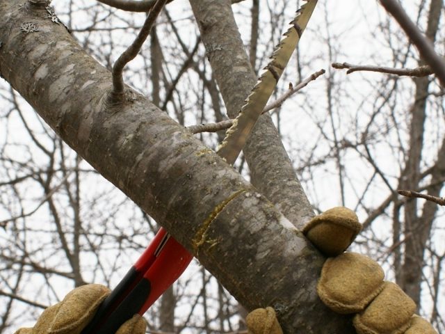 Омолаживающая обрезка — освобождение дерева или кустарника от старых веток, чтобы освободить место для роста новых