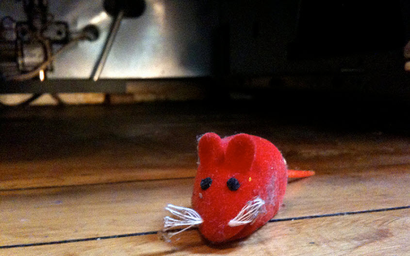 mouse sitting on desk in house