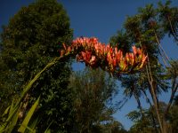 Doryanthes palmeri - giant spear lily