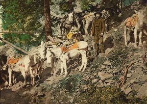 Prospector with burros, Detroit Photographic, turn of the 20th century