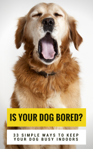 Is your dog bored?