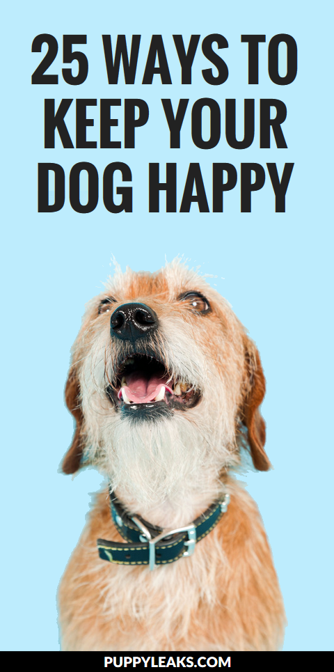 25 Ways to Keep Your Dog Happy