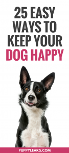 25 Easy Ways to Keep Your Dog Happy