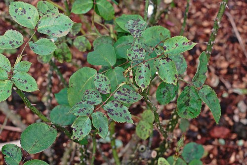 Rose Black Spot causes