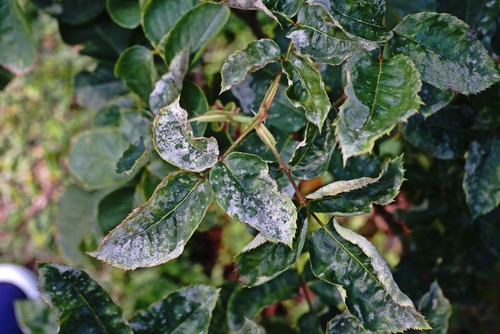 Powdery mildew on rose bush